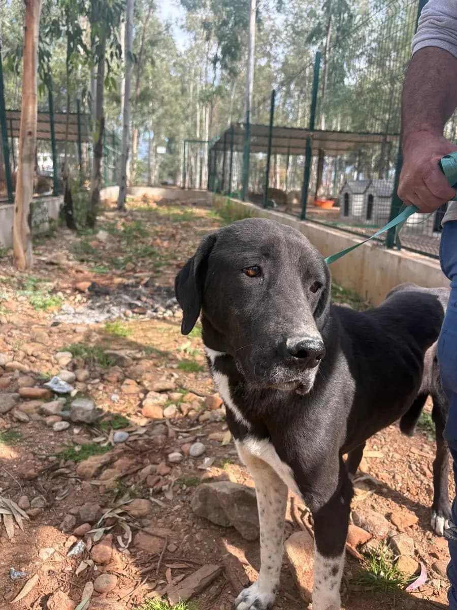 Fethiye Melez Köpek Melez Köpek, Muğla