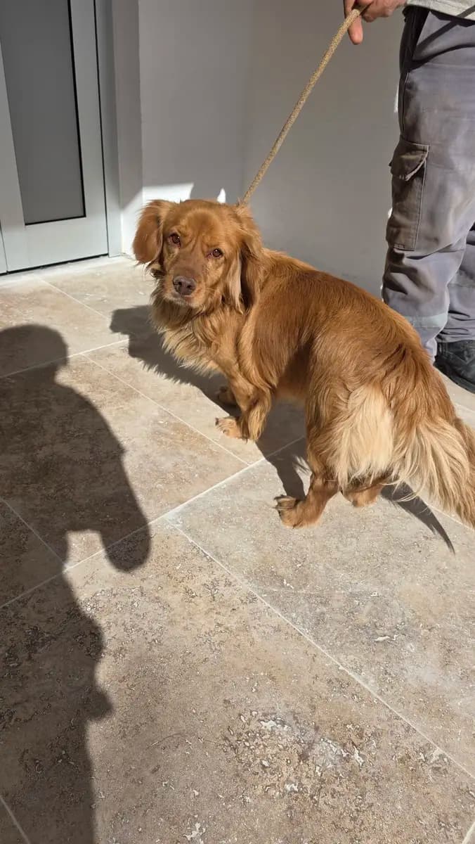 Fethiye Melez Köpek Melez Köpek, Muğla