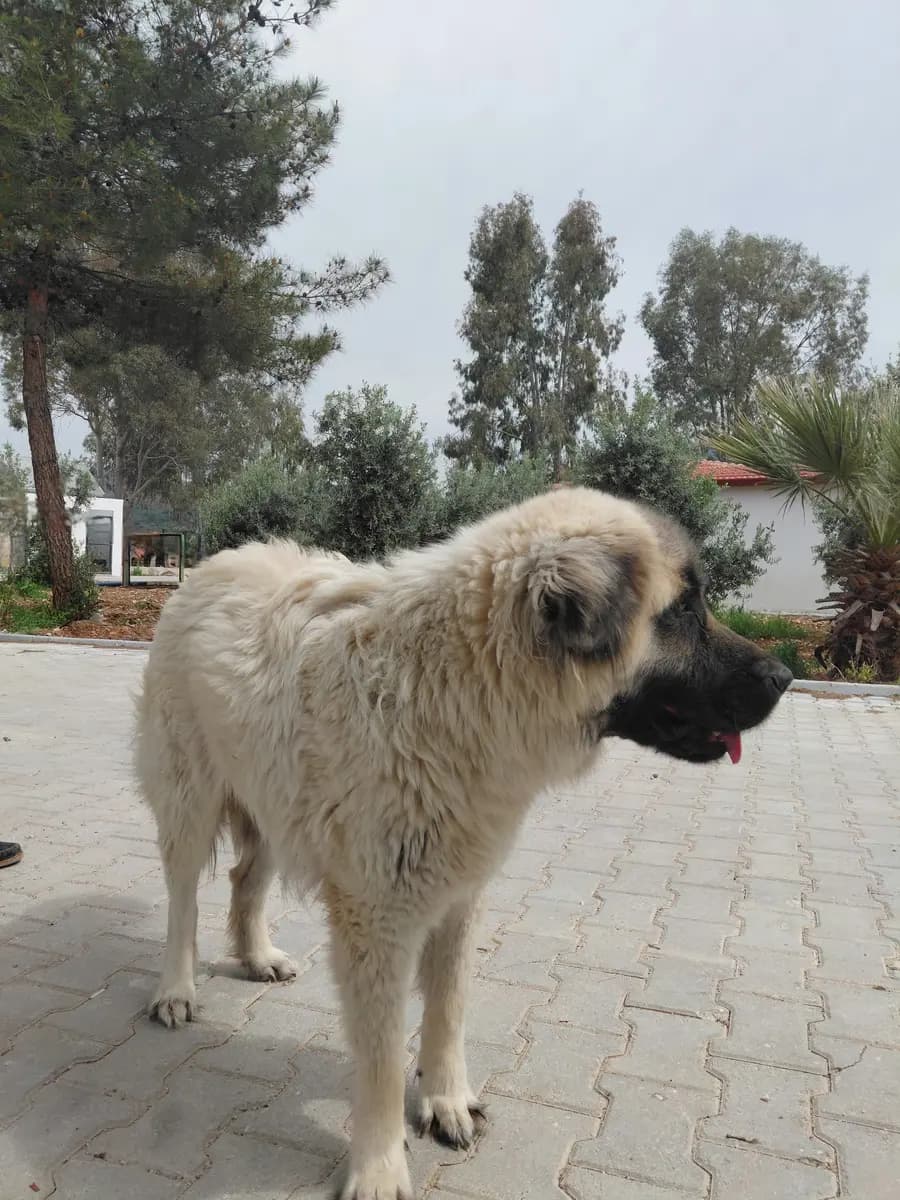 Fethiye Melez Köpek Melez Köpek, Muğla