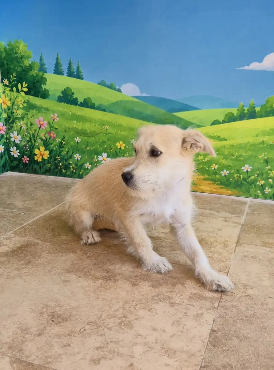 Fethiye Melez Köpek Melez Köpek, Muğla