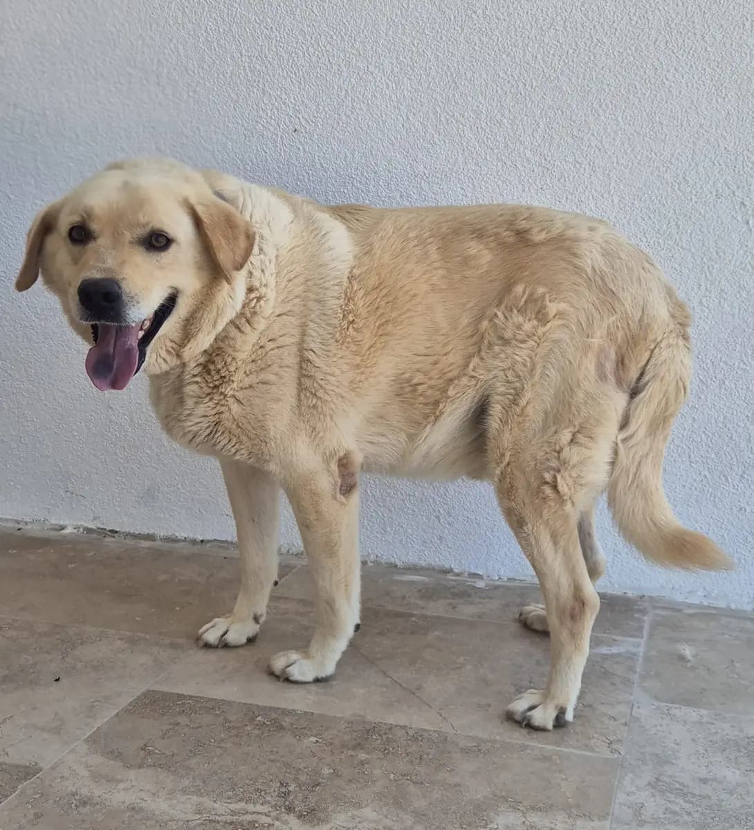 Fethiye Melez Köpek Melez Köpek, Muğla