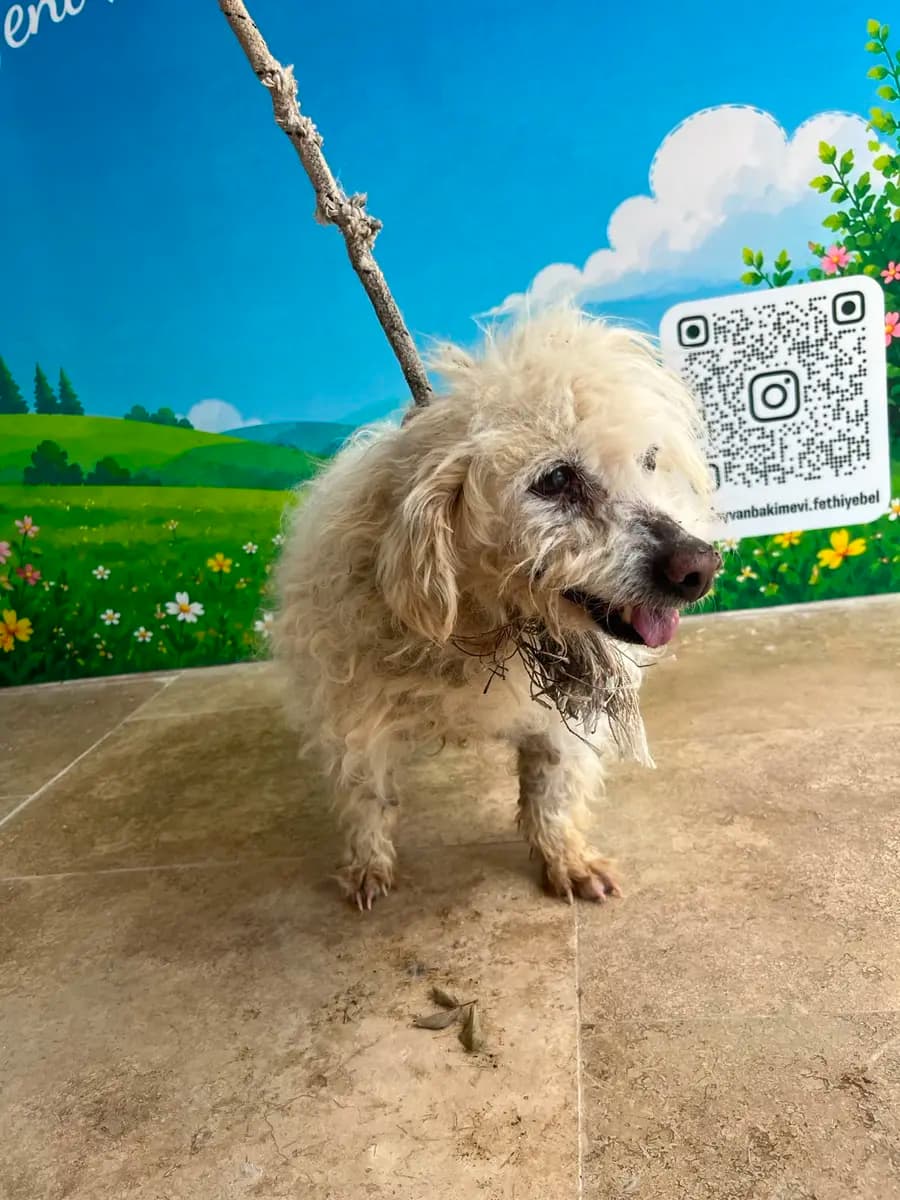 Fethiye Melez Köpek Melez Köpek, Muğla