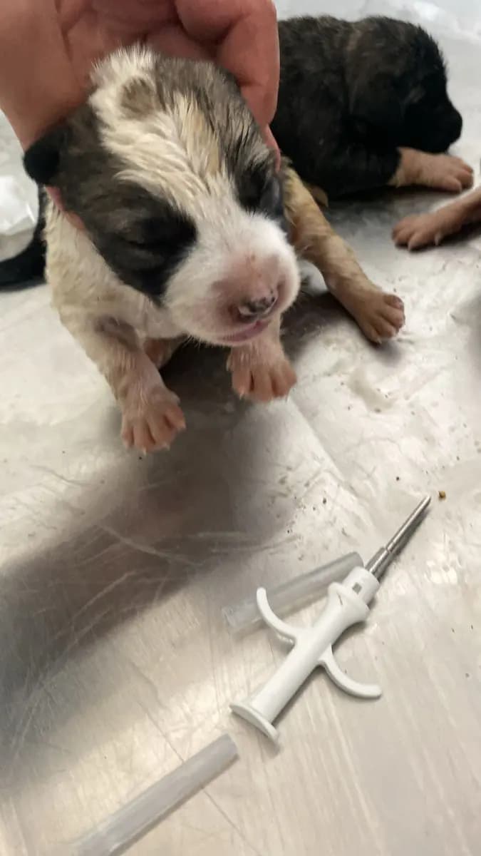 Fethiye Melez Köpek Melez Köpek, Muğla