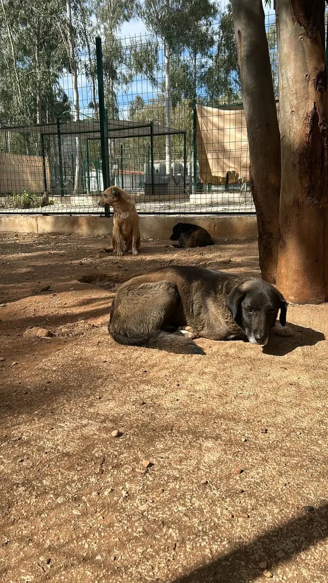 Fethiye Melez Köpek Melez Köpek, Muğla