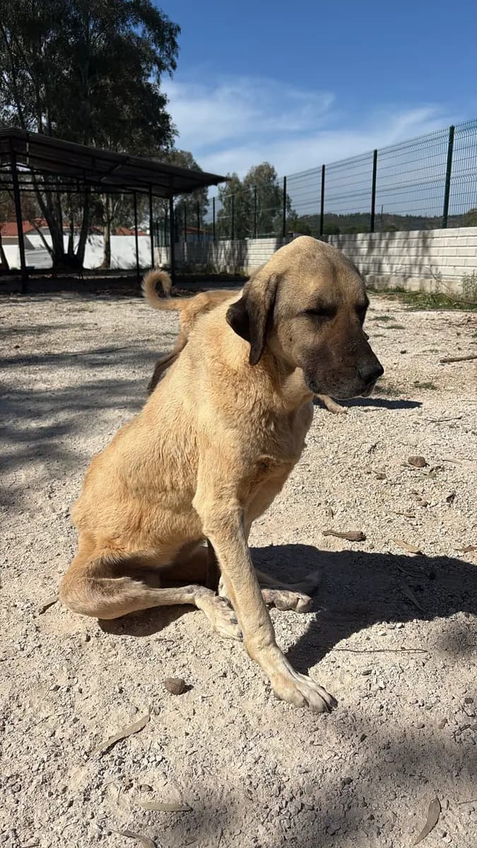 Fethiye Melez Köpek Melez Köpek, Muğla