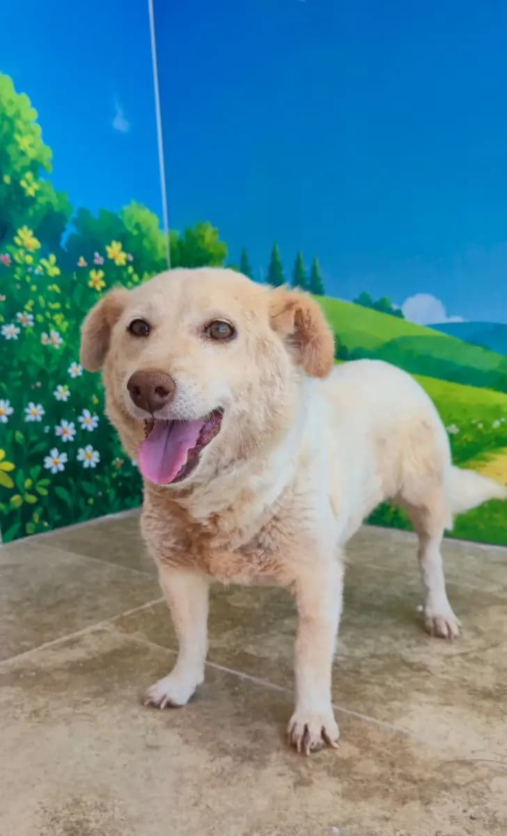 Fethiye Melez Köpek Melez Köpek, Muğla