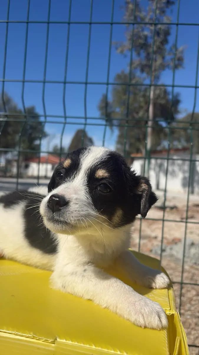 Fethiye Melez Köpek Melez Köpek, Muğla