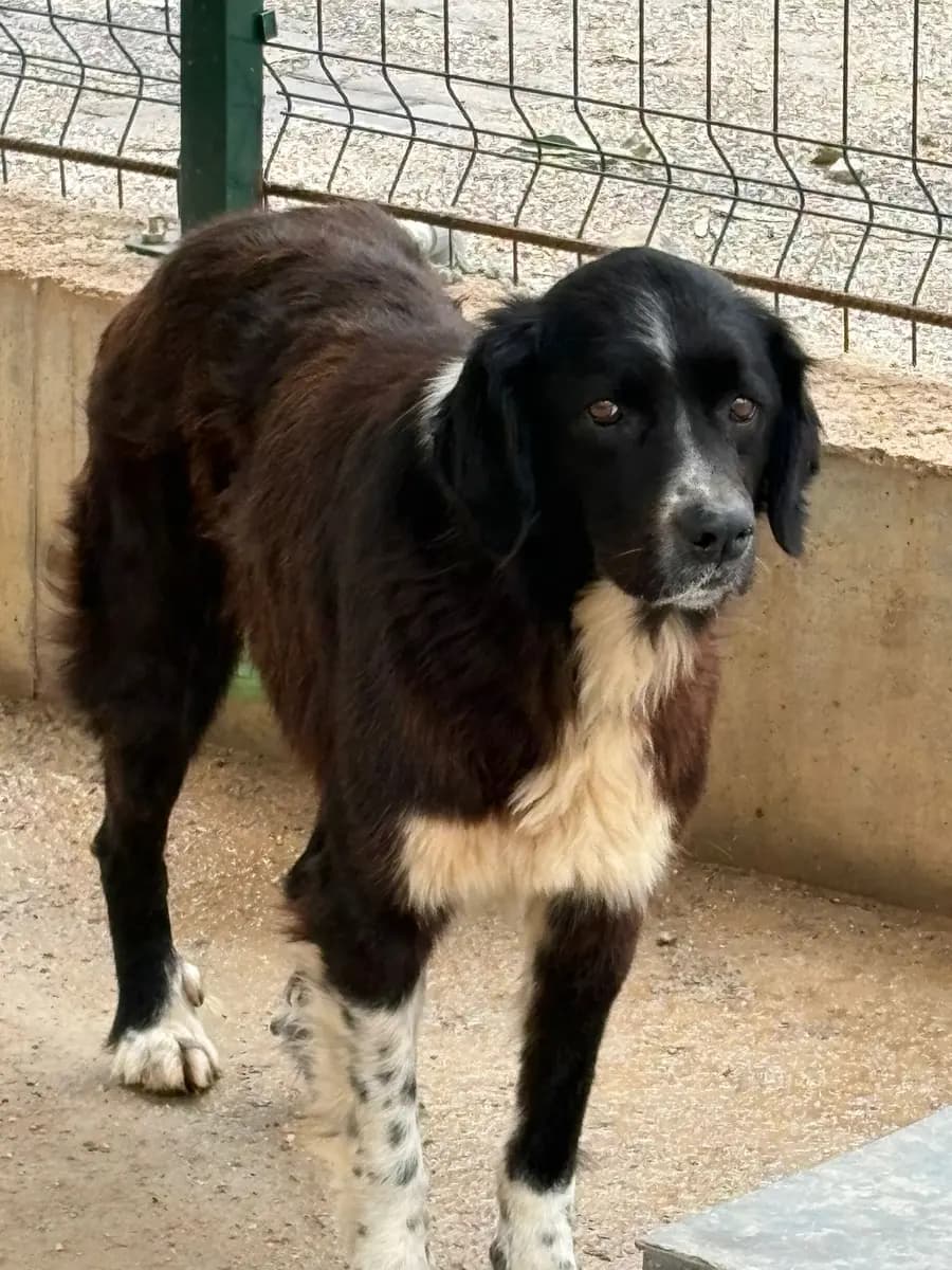 Fethiye Melez Köpek Melez Köpek, Muğla