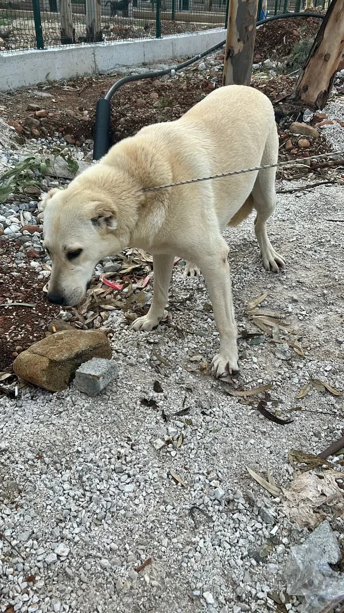 Fethiye Melez Köpek Melez Köpek, Muğla