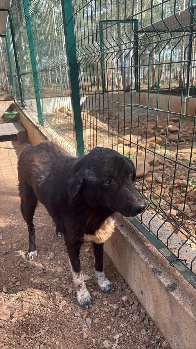 Fethiye Melez Köpek Melez Köpek, Muğla