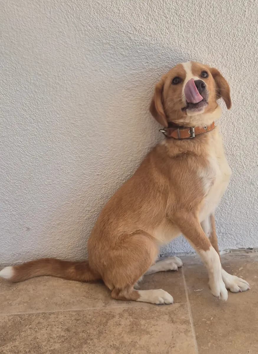Fethiye Melez Köpek Melez Köpek, Muğla