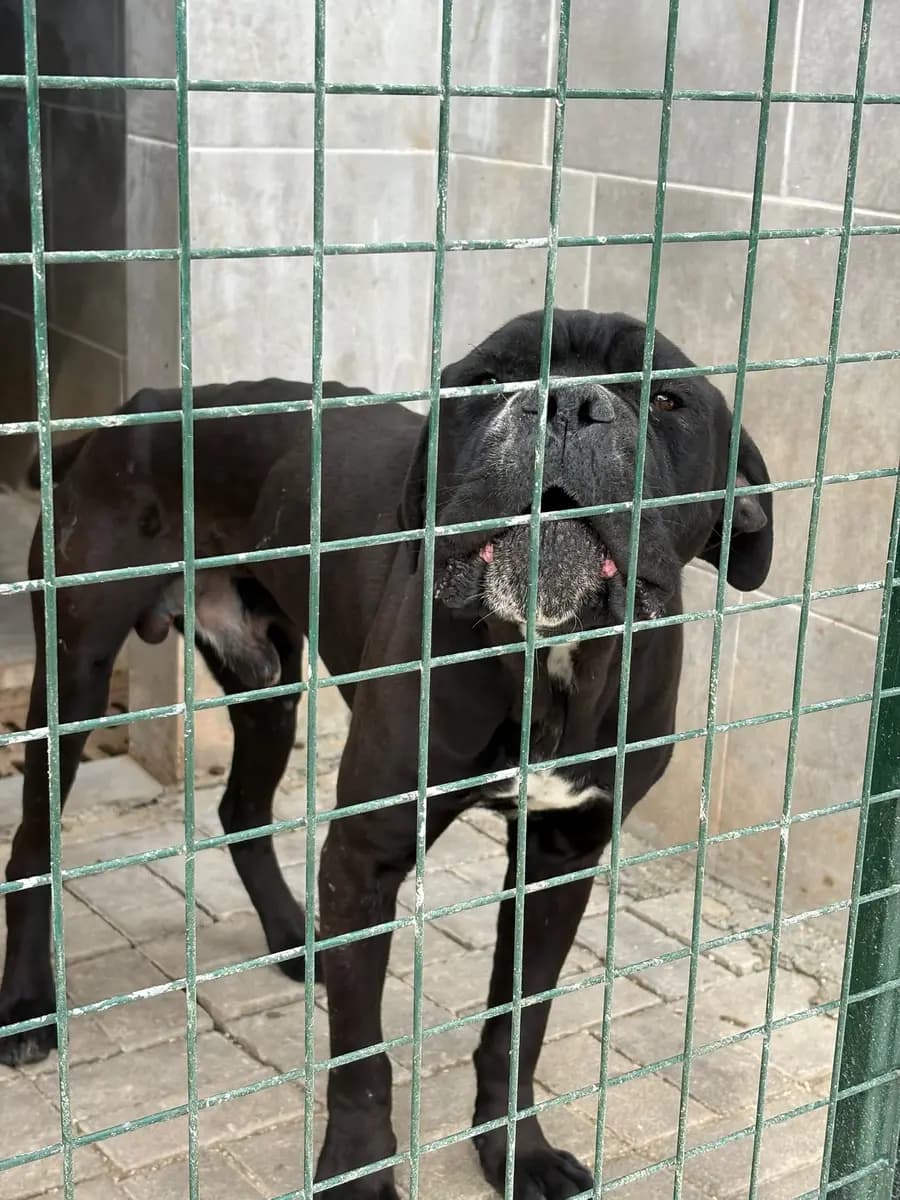 Fethiye Melez Köpek Melez Köpek, Muğla