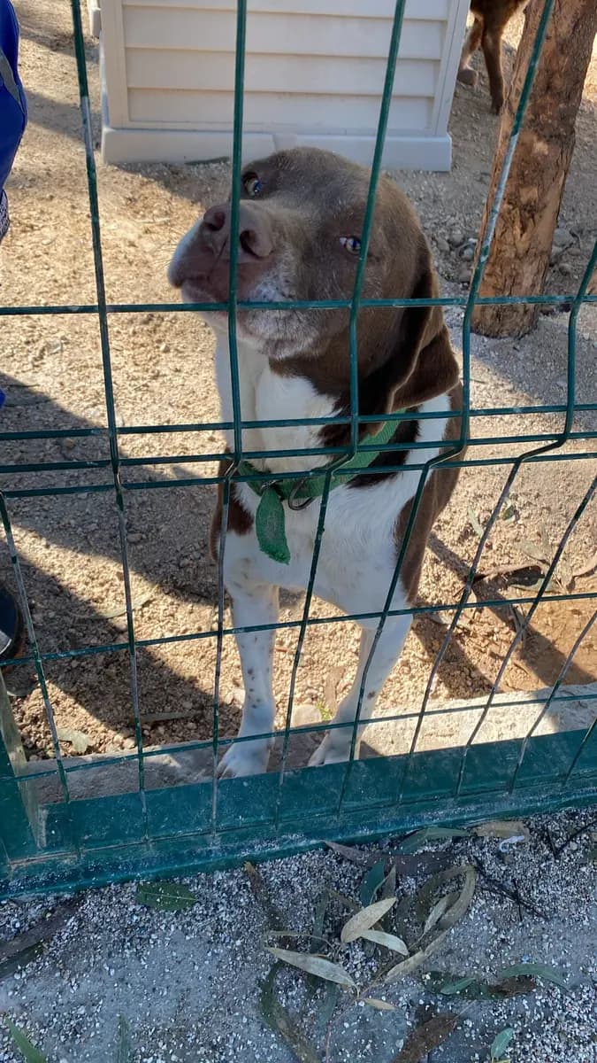 Fethiye Melez Köpek Melez Köpek, Muğla