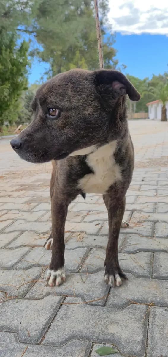 Fethiye Melez Köpek Melez Köpek, Muğla