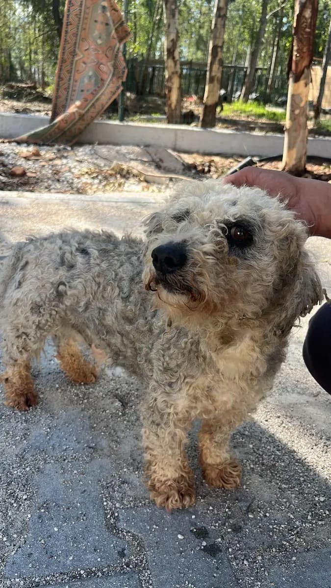 Fethiye Melez Köpek Melez Köpek, Muğla
