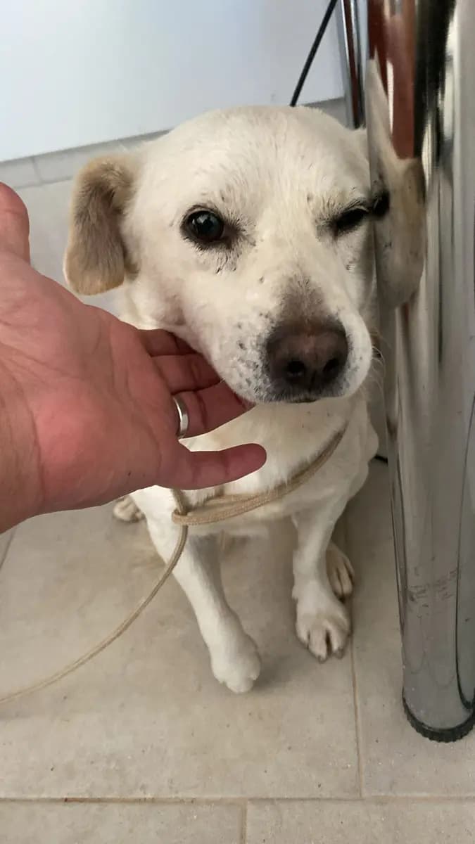 Fethiye Melez Köpek Melez Köpek, Muğla