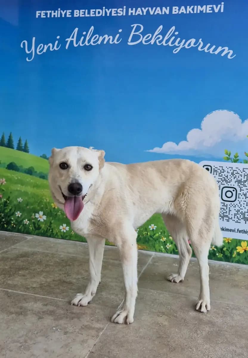 Fethiye Melez Köpek Melez Köpek, Muğla