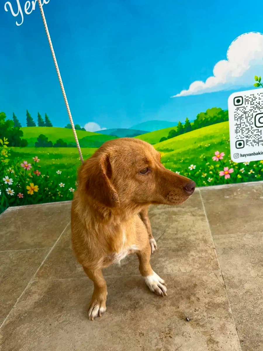 Fethiye Melez Köpek Melez Köpek, Muğla