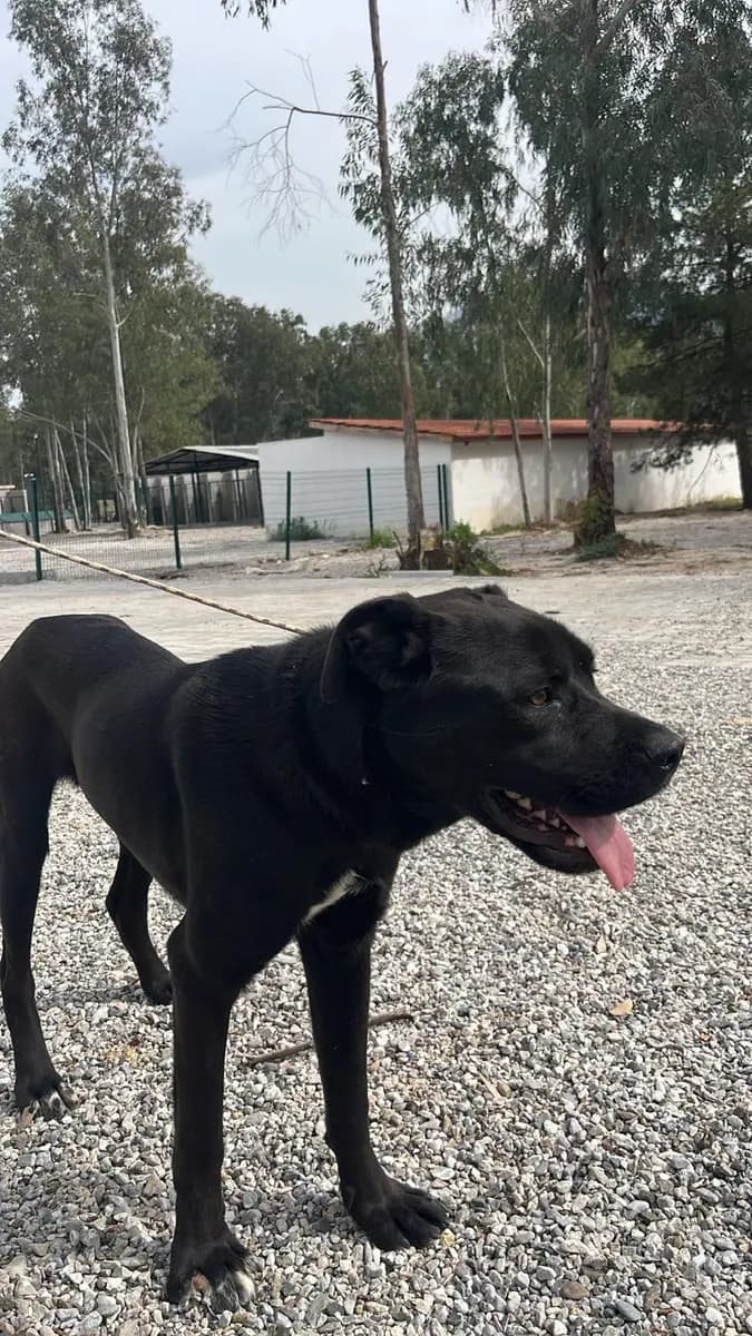 Fethiye Melez Köpek Melez Köpek, Muğla
