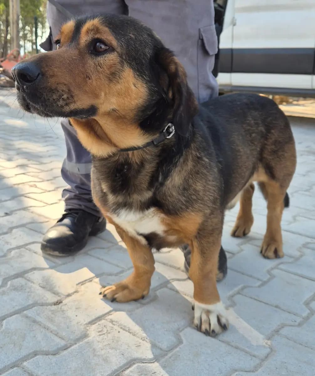 Fethiye Melez Köpek Melez Köpek, Muğla