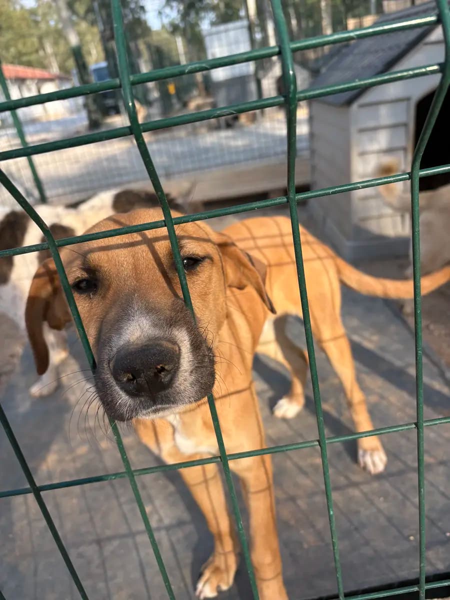 Fethiye Melez Köpek Melez Köpek, Muğla