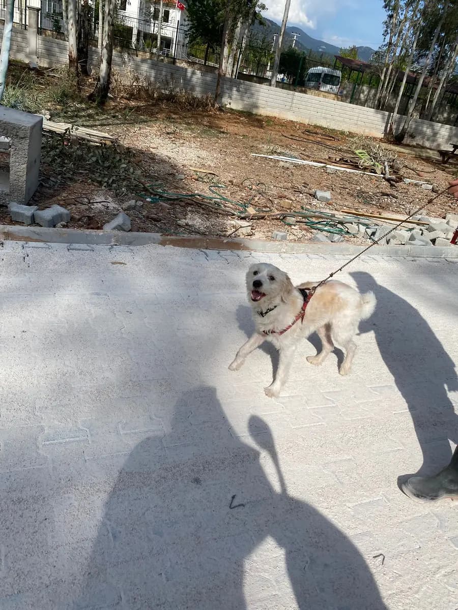 Fethiye Melez Köpek Melez Köpek, Muğla
