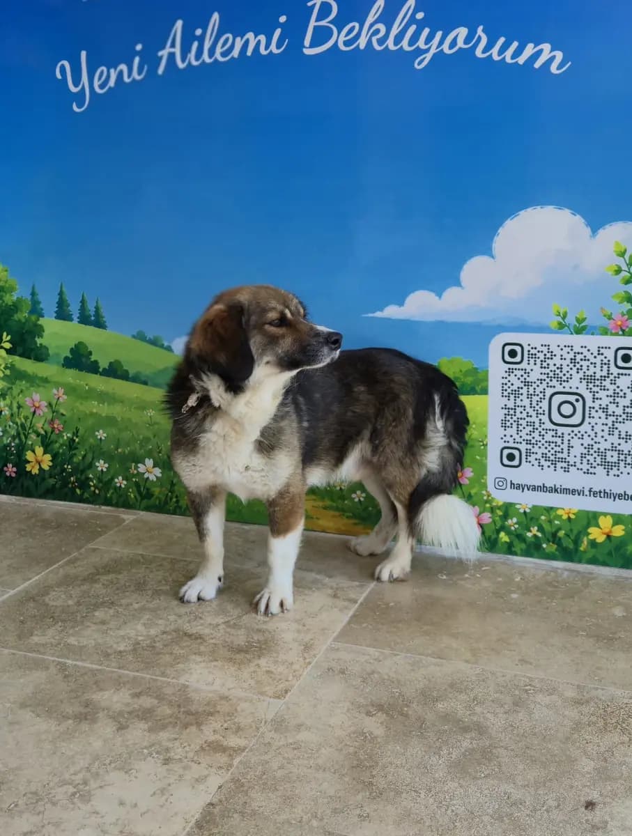 Fethiye Melez Köpek Melez Köpek, Muğla