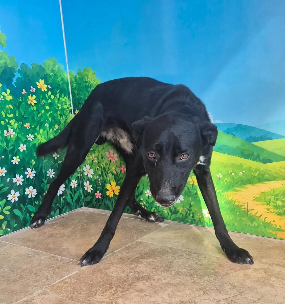 Fethiye Melez Köpek Melez Köpek, Muğla