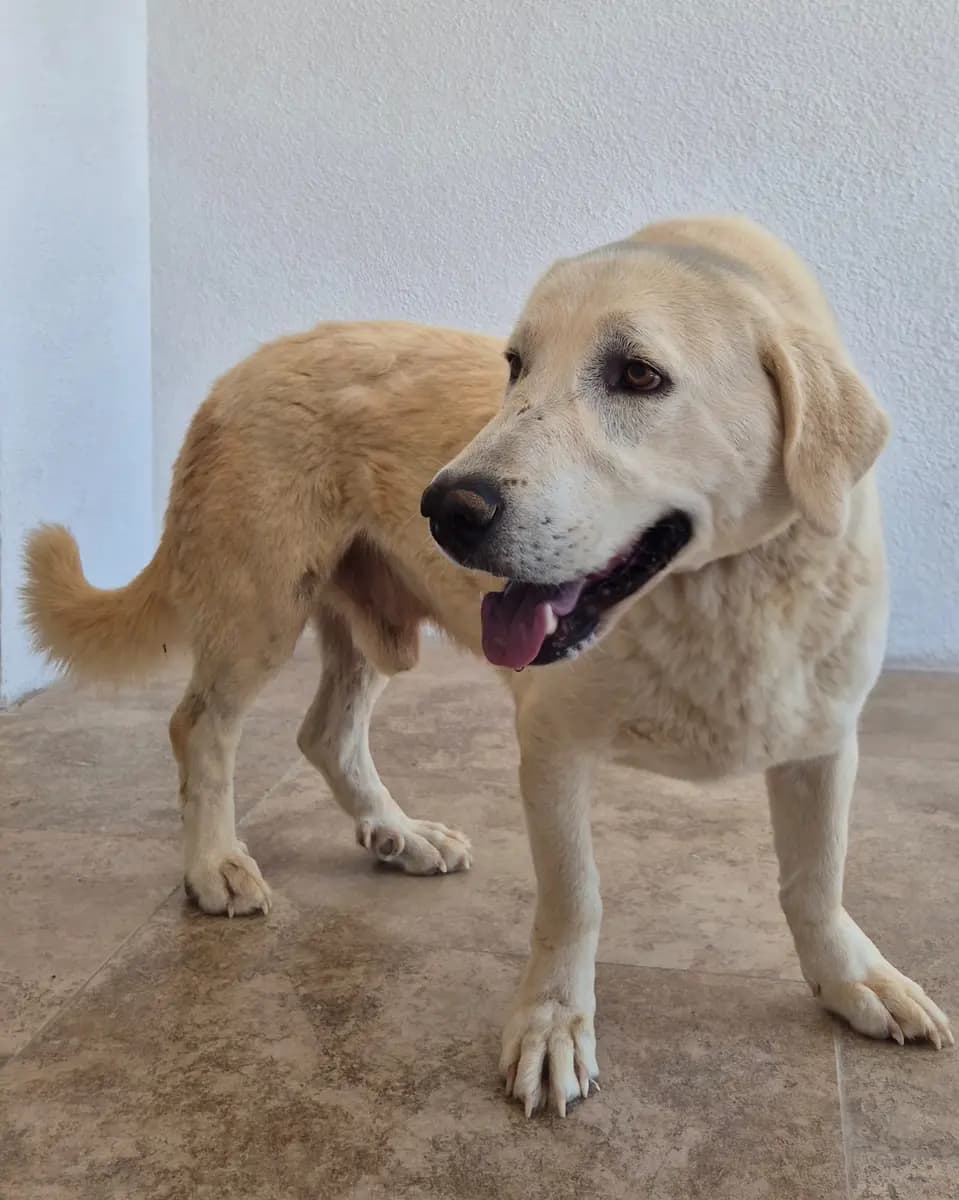 Fethiye Melez Köpek Melez Köpek, Muğla