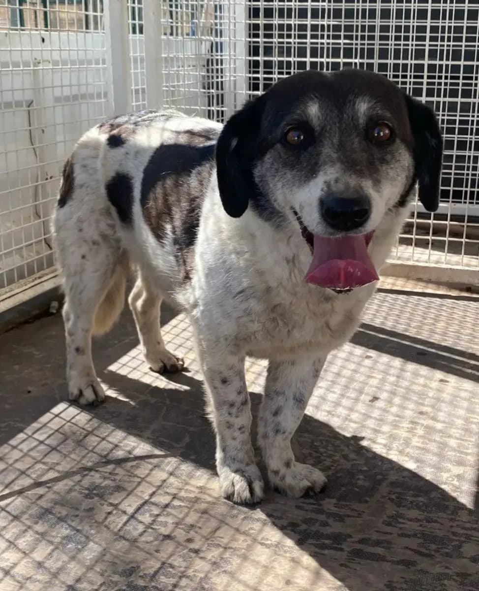 Fethiye Melez Köpek Melez Köpek, Muğla
