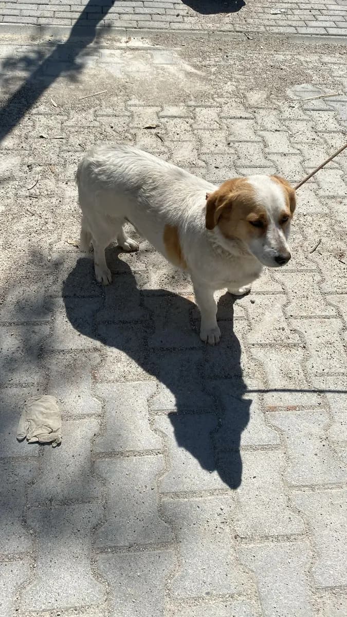 Fethiye Melez Köpek Melez Köpek, Muğla