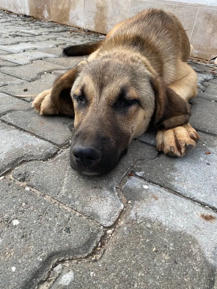 Fethiye Melez Köpek Melez Köpek, Muğla