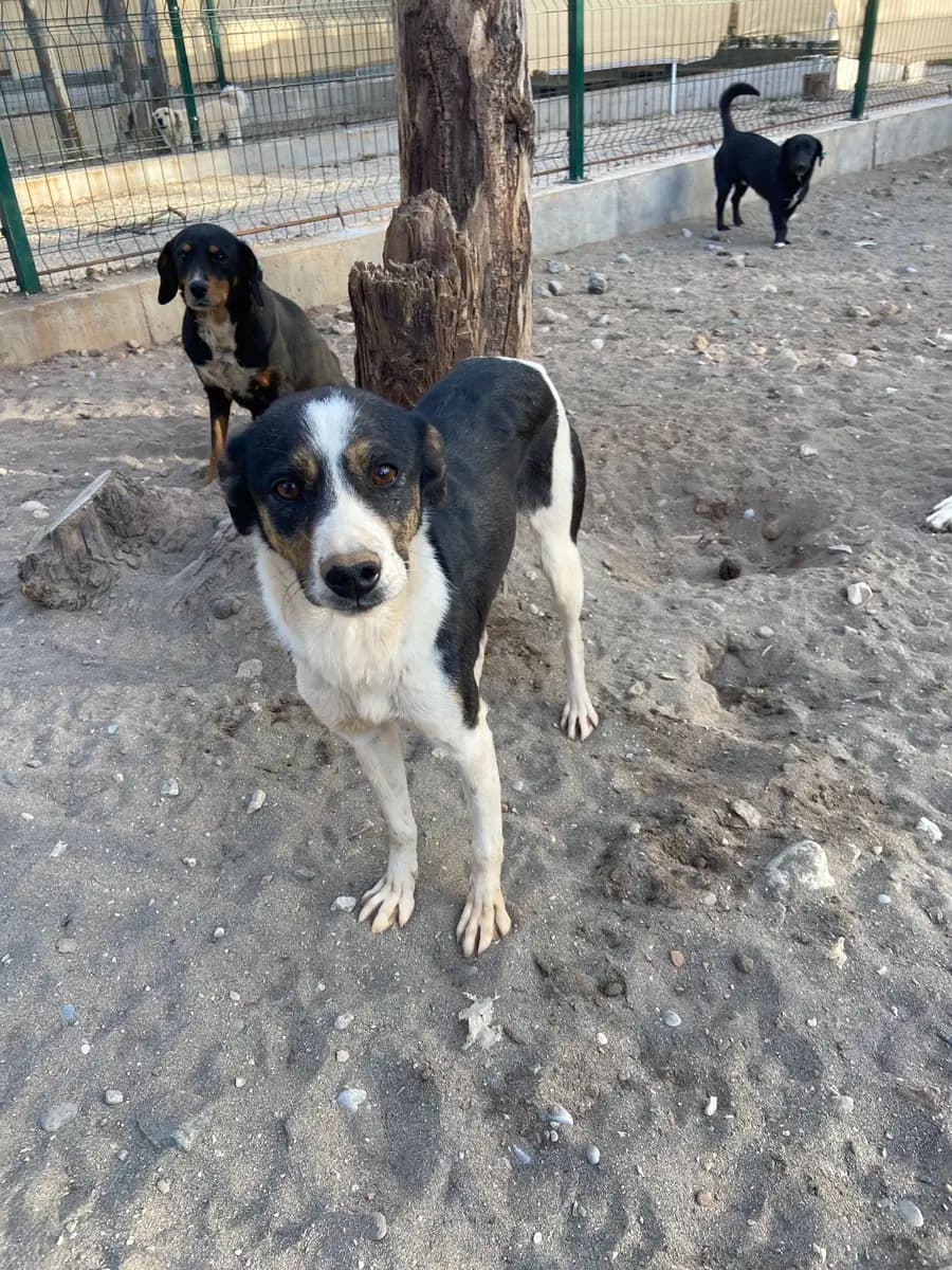 Fethiye Melez Köpek Melez Köpek, Muğla