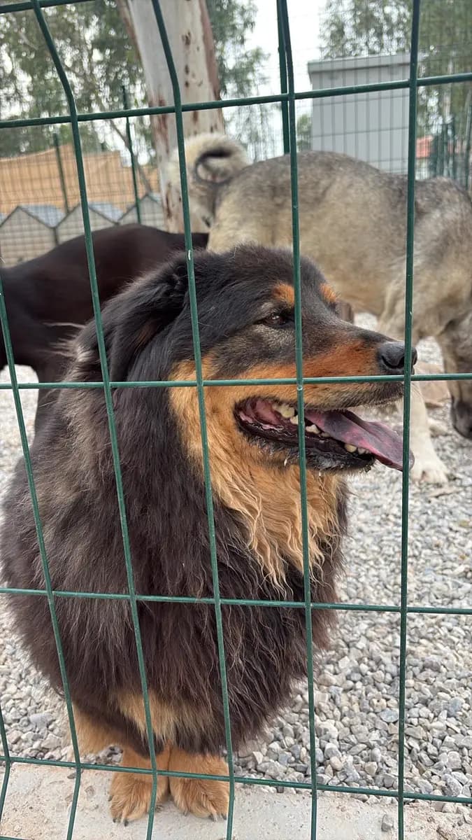 Fethiye Melez Köpek Melez Köpek, Muğla