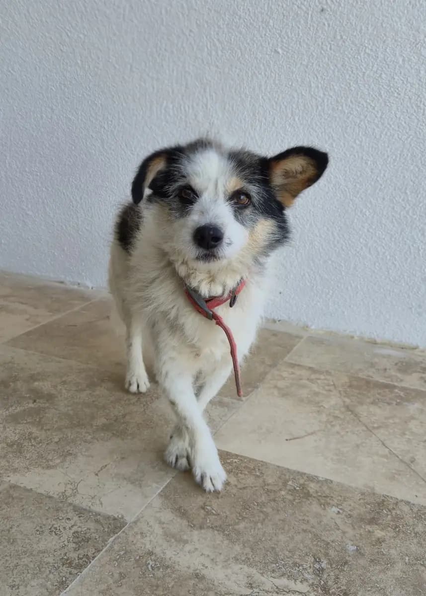 Fethiye Melez Köpek Melez Köpek, Muğla