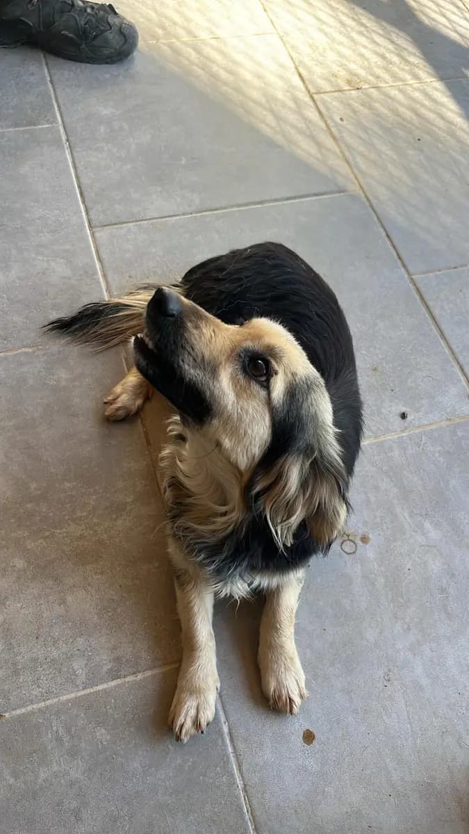 Fethiye Melez Köpek Melez Köpek, Muğla