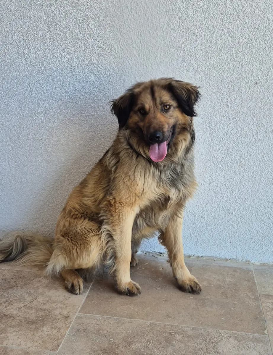 Fethiye Melez Köpek Melez Köpek, Muğla