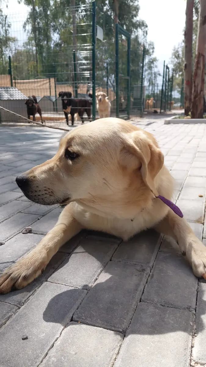 Fethiye Melez Köpek Melez Köpek, Muğla