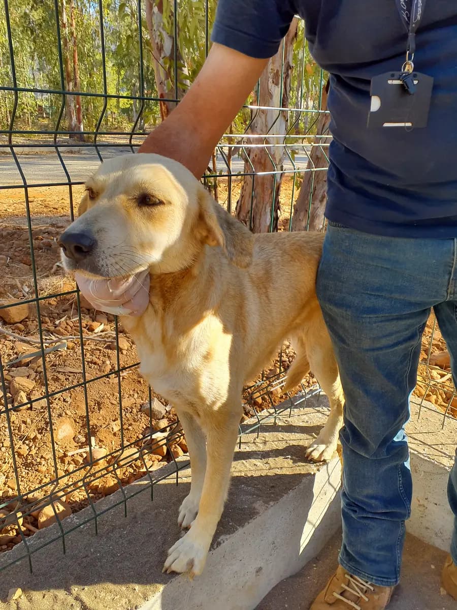 Fethiye Melez Köpek Melez Köpek, Muğla