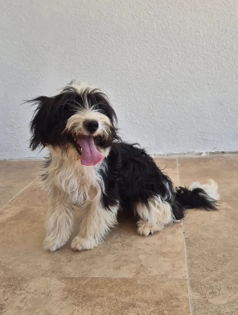 Fethiye Melez Köpek Melez Köpek, Muğla