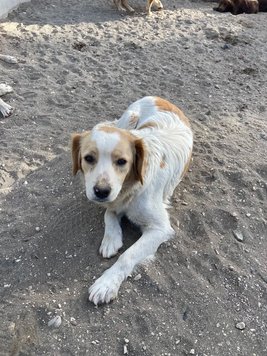 Fethiye Melez Köpek Melez Köpek, Muğla