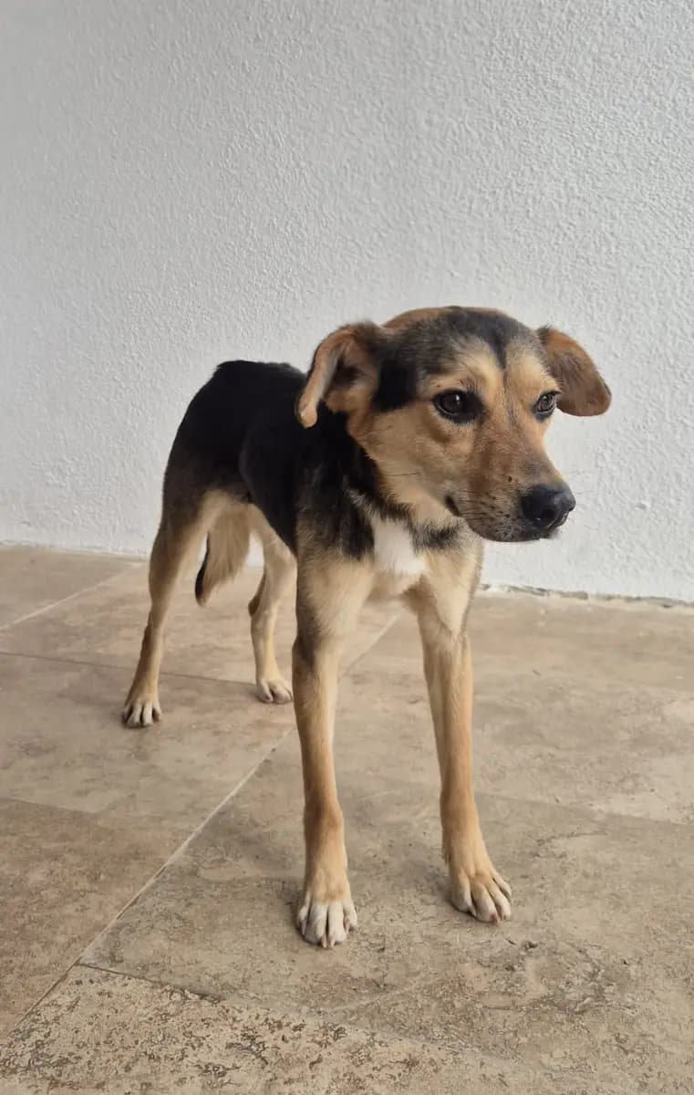 Fethiye Melez Köpek Melez Köpek, Muğla