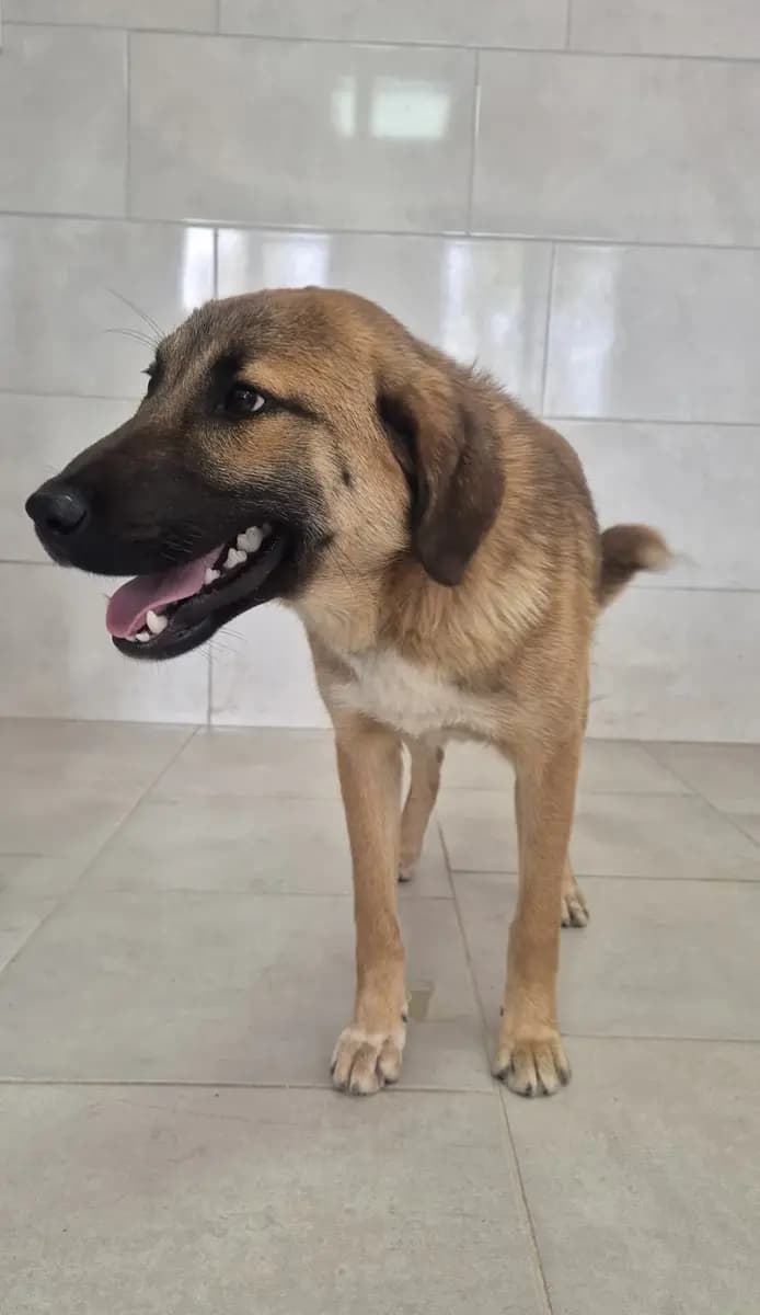 Fethiye Melez Köpek Melez Köpek, Muğla