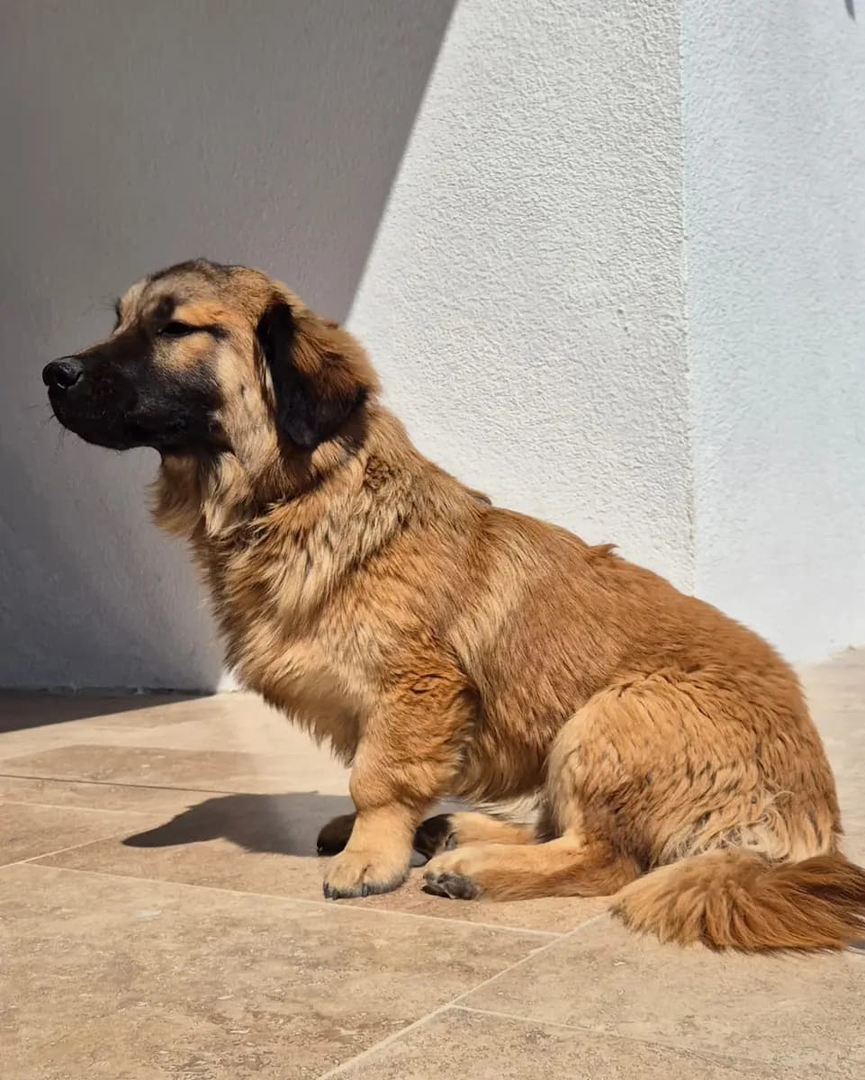 Fethiye Melez Köpek Melez Köpek, Muğla