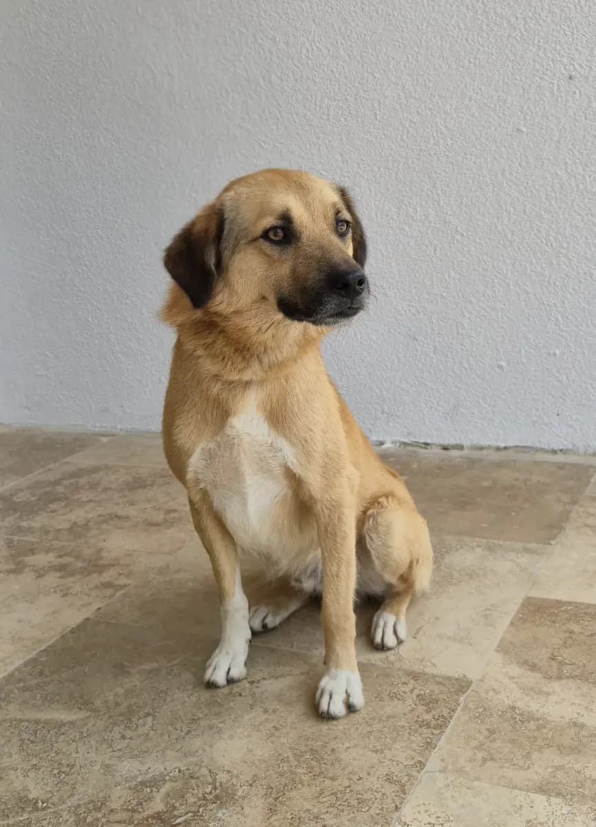 Fethiye Melez Köpek Melez Köpek, Muğla
