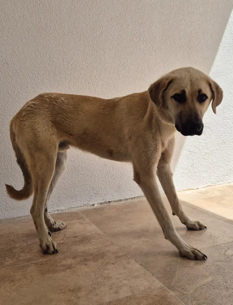 Fethiye Melez Köpek Melez Köpek, Muğla