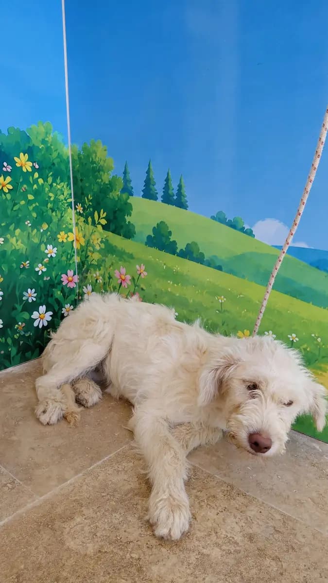 Fethiye Melez Köpek Melez Köpek, Muğla