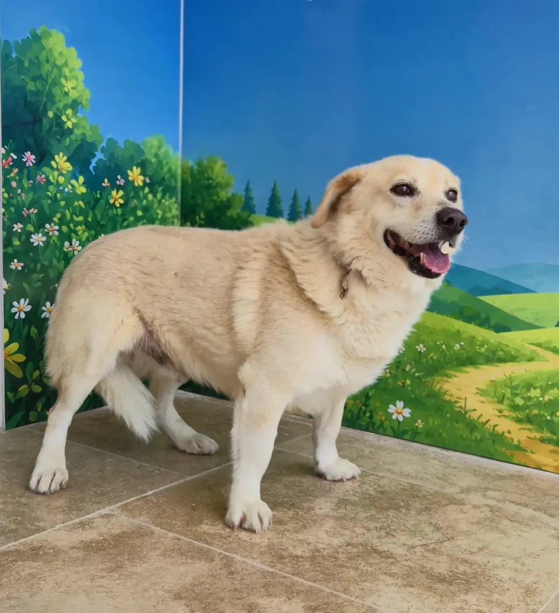 Fethiye Melez Köpek Melez Köpek, Muğla