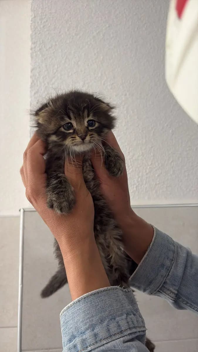 Fethiye Melez Kedi Melez Kedi, Muğla