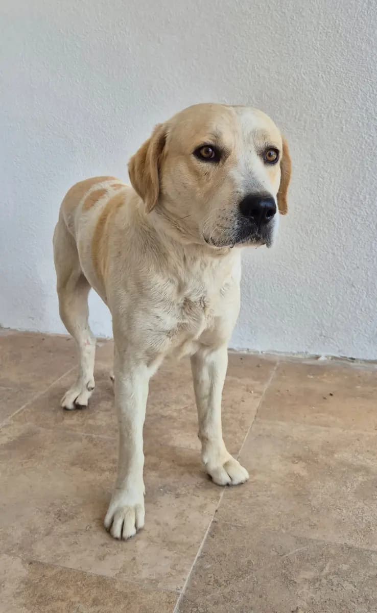 Fethiye Melez Köpek Melez Köpek, Muğla